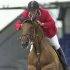Equitazione